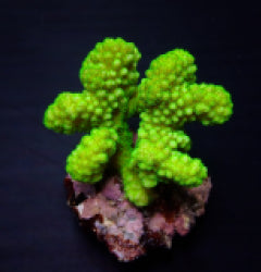 Pocillopora verrucosa (Yellow-Green)