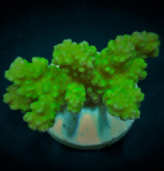Pocillopora verrucosa (Yellow-Green) (frag) NZ