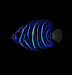 Pomacanthus asfur - T.B.