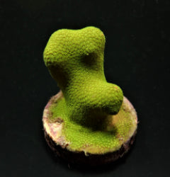 Porites cylindrica (Yellow-Green) (frag) NZ