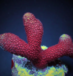 Porites spp. (Bordeaux) (frag) NZ