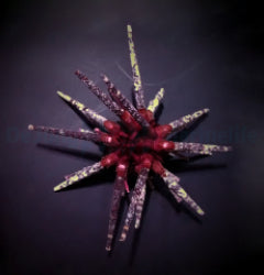 Prionocidaris baculosa
