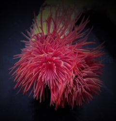 Protula bispiralis (Red)