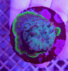 Psammocora spp. (Purple-Green) (frag) NZ