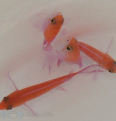 Nemanthias bicolor (male) x