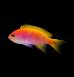 Pseudanthias bimaculatus (female) x