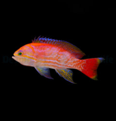 Pseudanthias bimaculatus (male) x