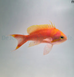 Pseudanthias fasciatus (male) x