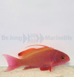 Pseudanthias cheirospilos (male) x