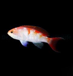 Pseudanthias cooperi x