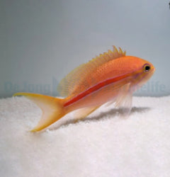 Pseudanthias fasciatus (female) x