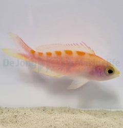 Pyronotanthias flavoguttatus x
