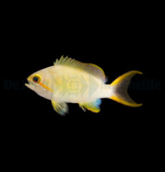 Pseudanthias fasciatus (male) x