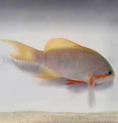 Pseudanthias huchtii (male) x