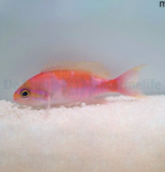Pseudanthias hutomoi x