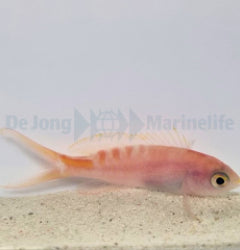 Pyronotanthias lori x