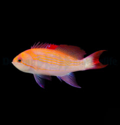 Pseudanthias luzonensis x