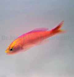 Pyronotanthias parvirostris (male) x