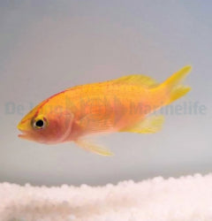 Pyronotanthias parvirostris (female) x
