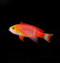 Pseudanthias pictilis (male) x
