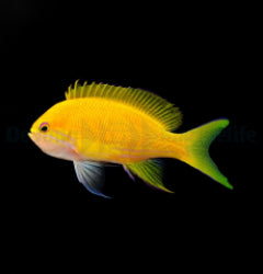 Pseudanthias pleurotaenia (female)x
