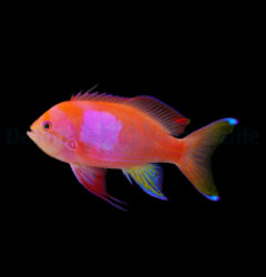 Pseudanthias pleurotaenia (male)x