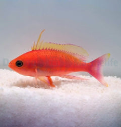 Pseudanthias pulcherrimus (male)x