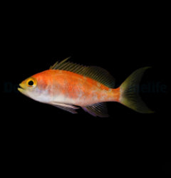 Pseudanthias pulcherrimus (female) x