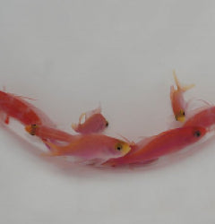 Pseudanthias randalli x