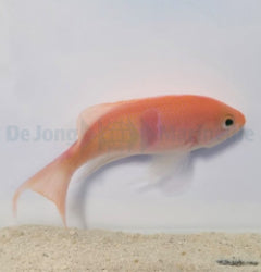 Pseudanthias rubrizonatus x