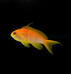 Pseudanthias squamipinnis (female)x