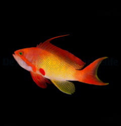 Pseudanthias squamipinnis (male)x