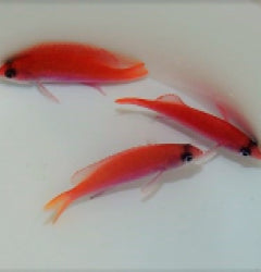 Pseudanthias taeniatus (female) x