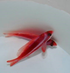 Pseudanthias taeniatus (male) x