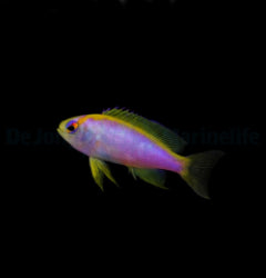 Pseudanthias ventralis (female) x