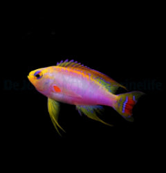 Pseudanthias ventralis (male) x