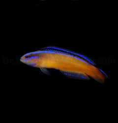Pseudochromis aldabraensis - T.B.