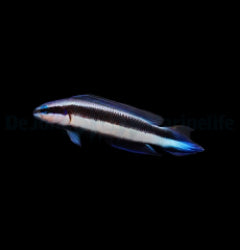 Pseudochromis indigo (Electric) - T.B.