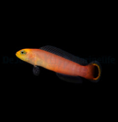 Pseudochromis elongatus - T.B.