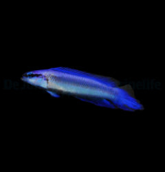 Pseudochromis indigo (dejongi) - T.B.
