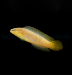 Pseudochromis leucorhynchus - T.B.
