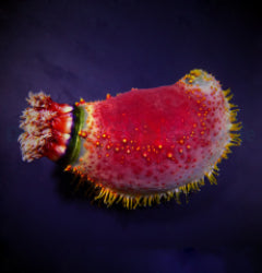 Pseudocolochirus violaceus (Indonesia)