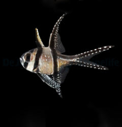 Pterapogon kauderni - T.B.