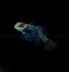 Pterosynchiropus splendidus - T.B.