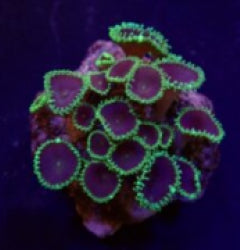 Palythoa spp. (Purple Death) (frag) NZ