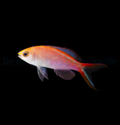 Pyronotanthias smithvanizi x