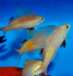 Rabaulichthys stigmaticus x