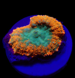Rhodactis spp. (Orange) (Premium) (1 ear) NZ