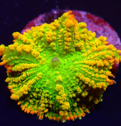 Rhodactis inchoata (Tequila Sunrise) (1 ear) NZ