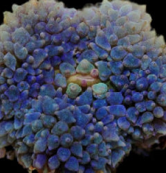 Rhodactis osculifera (Blue) (1 ear) NZ
